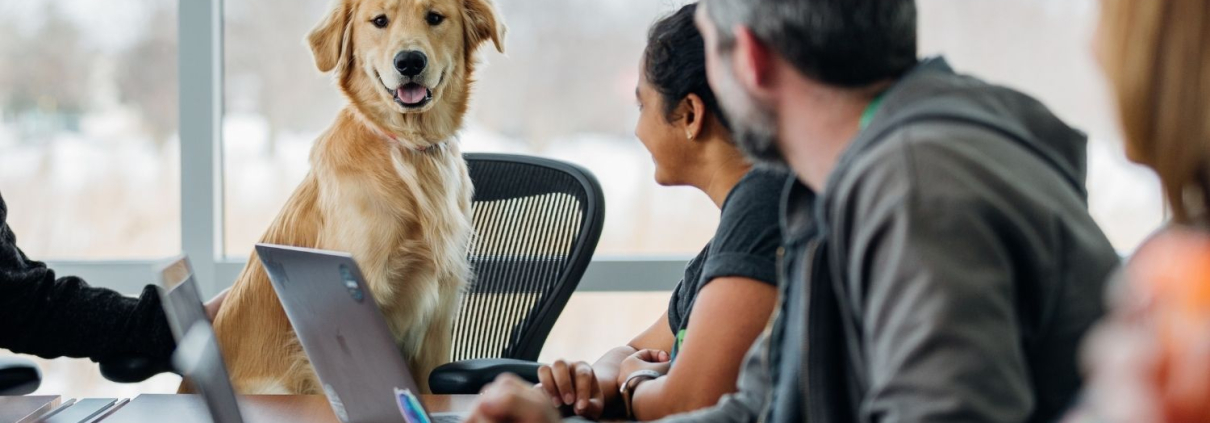 Ausgezeichnet.org spricht über Hunde im Büro und gibt Gründe warum es mehr vierbeinige Teammitglieder geben sollte, das Bild zeigt einen Hund auf einem Bürostuhl, der an einem Meeting teilnimmt