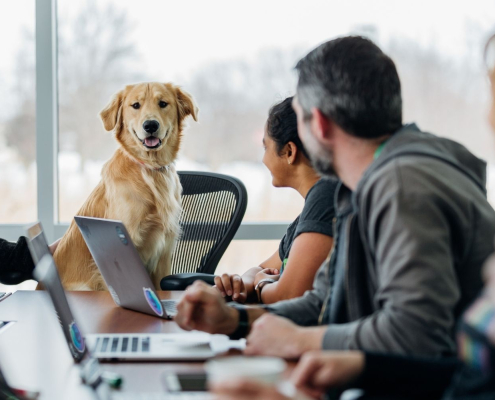 Ausgezeichnet.org spricht über Hunde im Büro und gibt Gründe warum es mehr vierbeinige Teammitglieder geben sollte, das Bild zeigt einen Hund auf einem Bürostuhl, der an einem Meeting teilnimmt