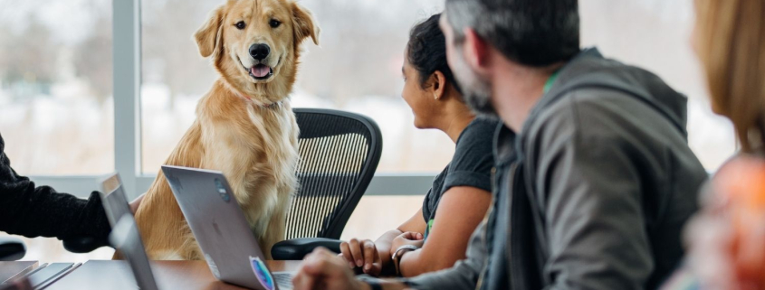 Ausgezeichnet.org spricht über Hunde im Büro und gibt Gründe warum es mehr vierbeinige Teammitglieder geben sollte, das Bild zeigt einen Hund auf einem Bürostuhl, der an einem Meeting teilnimmt