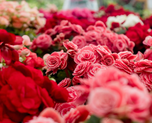 Ausgezeichnet.org gibt Beispiele, wie Sie Ihre Website auf den Valentinstag vorbereiten könne, auf dem Bild sind rote und pinke Blumen zu sehen