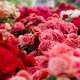 Ausgezeichnet.org gibt Beispiele, wie Sie Ihre Website auf den Valentinstag vorbereiten könne, auf dem Bild sind rote und pinke Blumen zu sehen